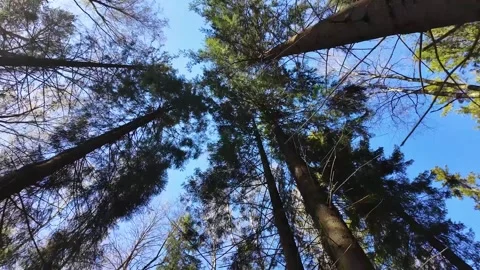 Treetops in a spring forest on a sunny day Stock-Footage 311120962