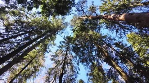 Treetops in a spring forest on a sunny day Vídeo Stock 311120964