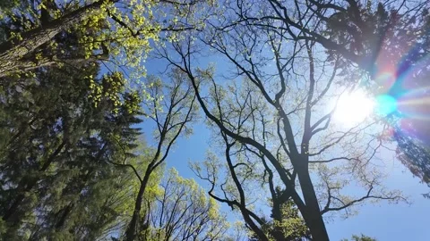 Treetops in a spring forest on a sunny day Stock Footage 311120971