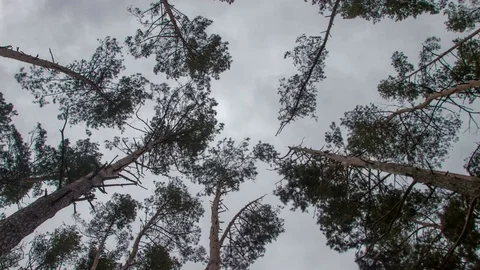 Treetops in the spring forest timelapse Video stock 74343912