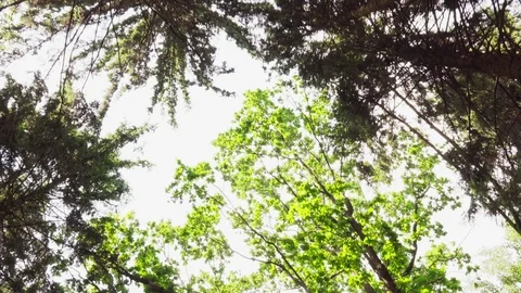 Treetops in summer forest Stock Footage 110170360