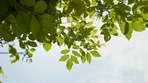 Treetops in the summer sun 動画素材 274429646