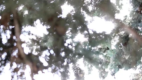 Treetops with the sun breaking through the green leaves Video stock 63535408