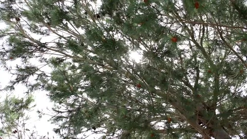 Treetops with the sun breaking through the green leaves 動画素材 63535596