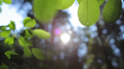 Treetops with the sun breaking through the green leaves Stock Footage 86205660