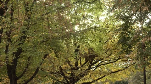 Treetops with sun Video stock 100268757