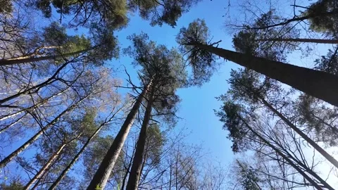 Treetops on a sunny spring day. Slowmotion Video stock 320563746