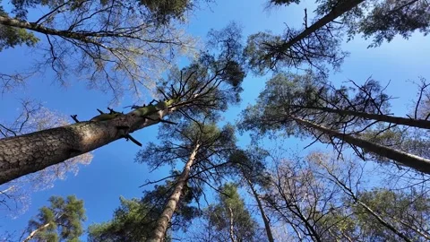 Treetops on a sunny spring day. Slowmotion Stock-Footage 320563766