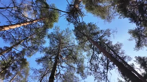 Treetops on a sunny spring day. Slowmotion Stock Footage 320563815