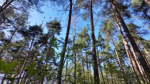 Treetops on a sunny spring day. Slowmotion Vidéo 320563829