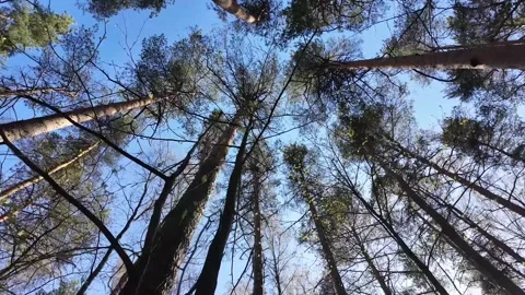 Treetops on a sunny spring day. Slowmotion Stock Footage 320563862