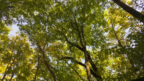 Treetops Swaying in the Breeze Stock Footage 251188834