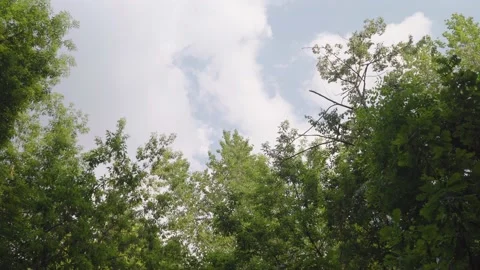 Treetops swaying in the wind against the sky Stock Footage 201111405