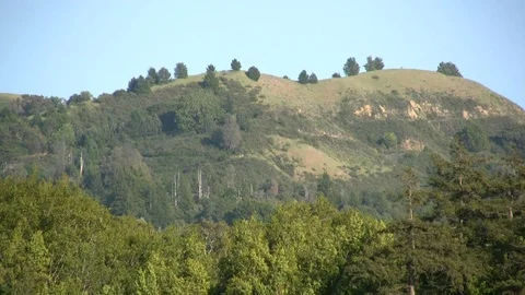 Treetops Swaying in Wind Below Ridge Stock Footage 106721167