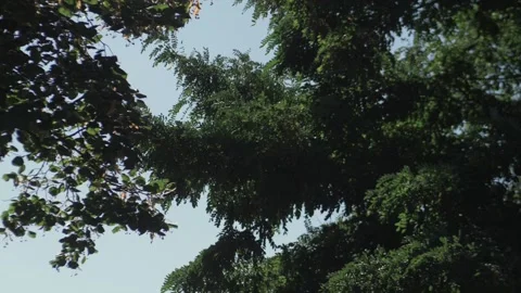 Treetops swaying in the wind, low angle view. Stock Footage 263259735