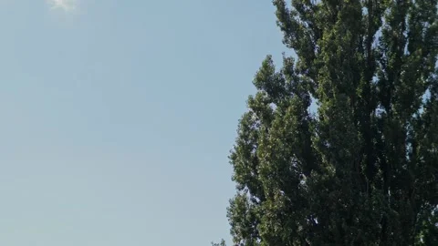 Treetops swaying in the wind, low angle view. Stock Footage 263259768