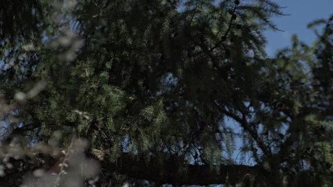 Treetops swaying in the wind, low angle view. Stock Footage 263259777