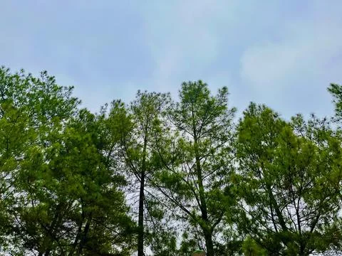 Treetops of tall green pine trees stretching towards a cloudy overcast sky Stock-Fotos