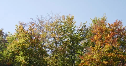 Treetops towards the sky, a beautiful autumn day in a deep mountain forest Stock Footage 251053553