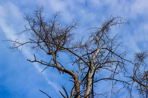 Treetops under a cloudy blue sky. sunny day Stock Photos
