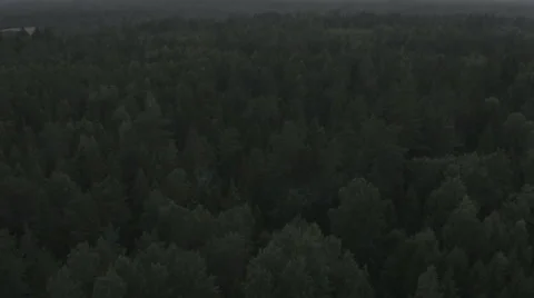 Treetops under the grey sky Stock Footage 62108247