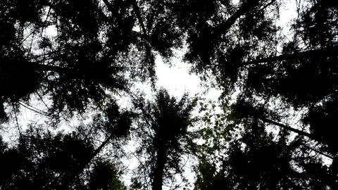 Treetops view from the bottom Stock Footage 73603591