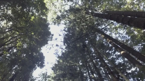 Treetops walking 1 Stock Footage 97819042