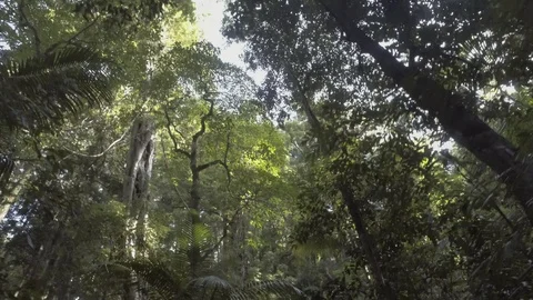 Treetops walking 2 Stock Footage 97818207