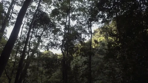 Treetops walking 3 wipe Stock Footage 97817384