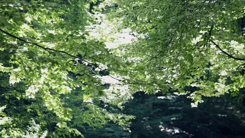Treetops waving at wind Stock Footage 90872448
