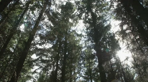 Treetops where sun rays shining through Stock Footage 63554330