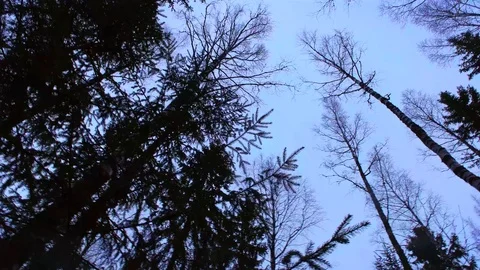 Treetops in a wind Stock Footage 108863634