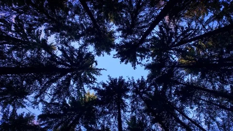 Treetops in a wind Stock Footage 108864456