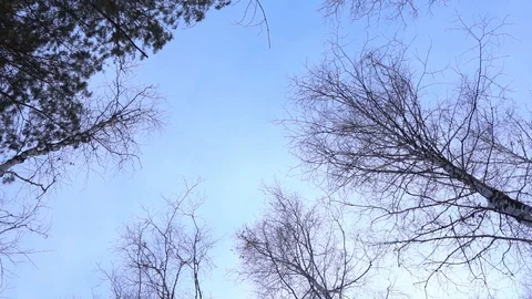 Treetops in winter, blue sky background. Nature, travel concept. Slow motion Stock Footage 123570022
