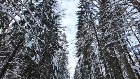 Treetops in a winter forest. Slowmotion Stock-Footage 335307034