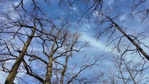 Treetops in a winter forest. Slowmotion Video stock 335307040