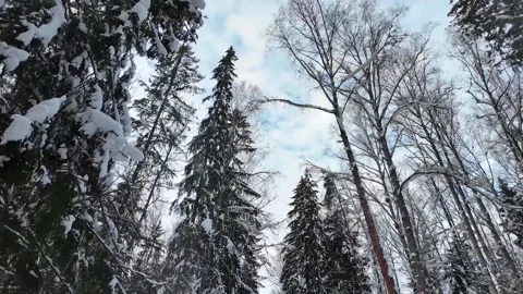 Treetops in a winter forest. Slowmotion Stock-Footage 335307050