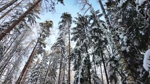 Treetops in a winter forest. Slowmotion Stock-Footage 336741539