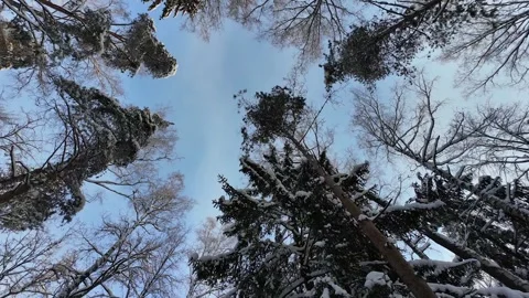 Treetops in a winter forest. Slowmotion Stock-Footage 336741560