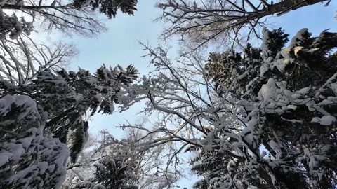 Treetops in a winter forest. Slowmotion Stock Footage 336741572