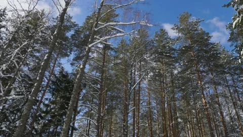 Treetops in winter forest on sunny day Stockbeeldmateriaal 87724694
