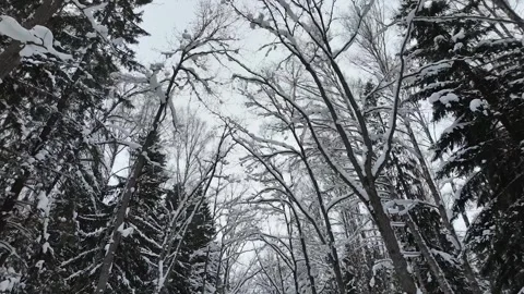 Treetops in the winter park. Slowmotion Video stock 332159810