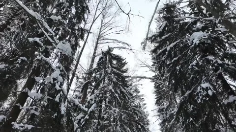 Treetops in the winter park. Slowmotion Vídeos de archivo 332159819