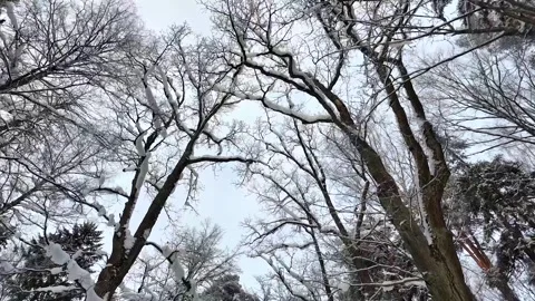 Treetops in the winter park. Slowmotion Vídeo Stock 332159881