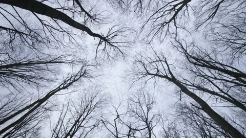 Treetops without leaves on a cloudy gray day. The camera is rolling. Video stock 232704207