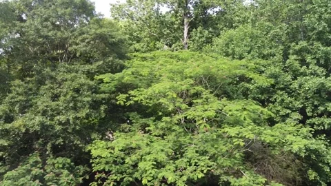 TreeTopsPanShot1 DroneShot Stock Footage 243830073