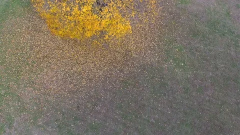 Treetrace Stock Footage 100942028