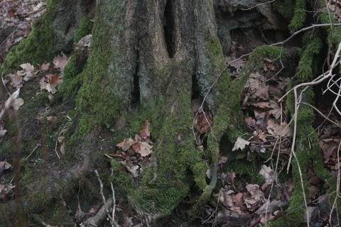Treetrunk with moss 7 Foto stock