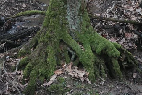 Treetrunk with moss 9 Фото