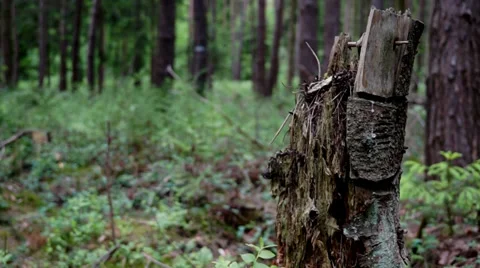 Treetrunk track up 스톡 동영상 39859461